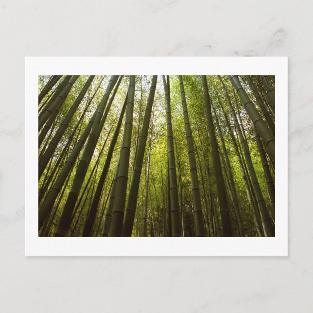 Cartão Postal Floresta Bambu de Sagano, Cartão-postal de Kyoto (Frente)