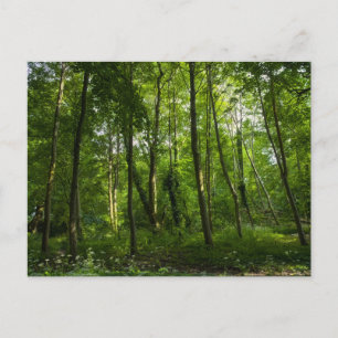 Cartão Postal Floresta. Blackweir Woods, Bute Park, Cardiff, Paí
