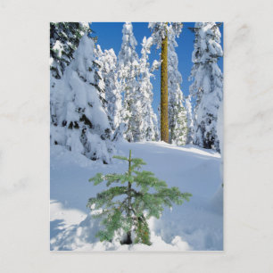Cartão Postal Floresta coberta de neve no Oregon
