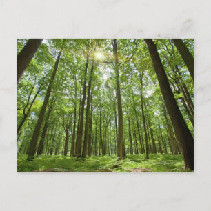 Cartão Postal Floresta com Sol Atrás