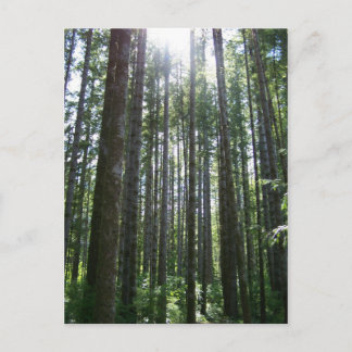 Cartão Postal Floresta da Ilha Vancover