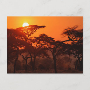 Cartão Postal Floresta de Acácia silhuetada ao pôr do sol, Taran