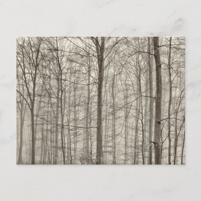 Cartão Postal Floresta de B&W com névoa da manhã atrás das (Frente)