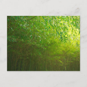Cartão Postal Floresta de bambu