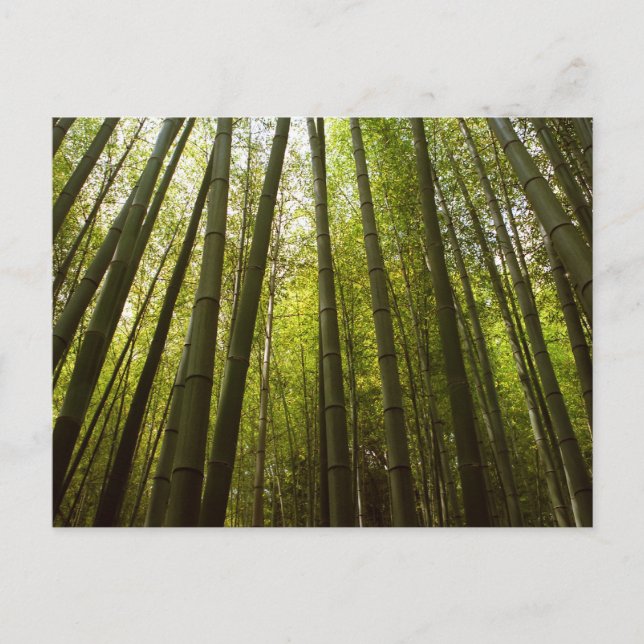 Cartão Postal Floresta de Bambu: Sagano, Quioto (Frente)