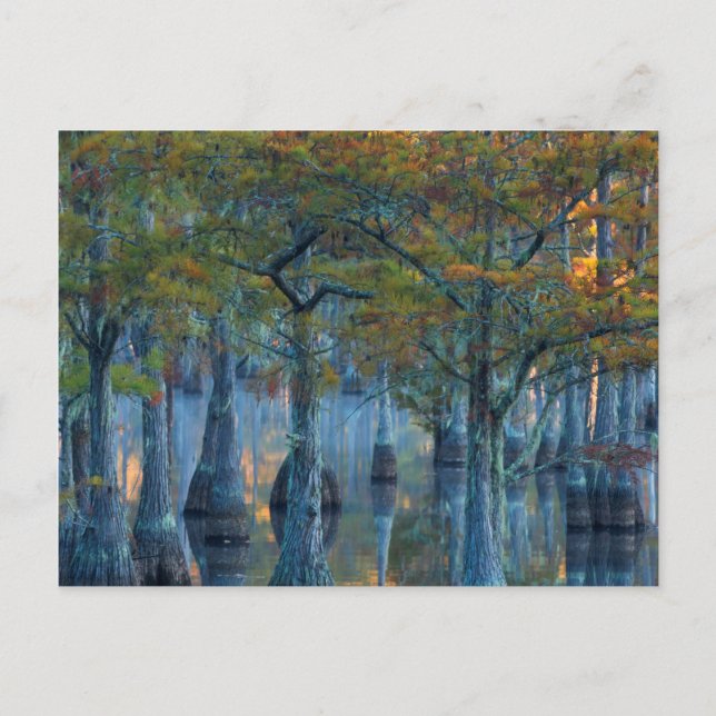 Cartão Postal Floresta de Ciprestes (Frente)