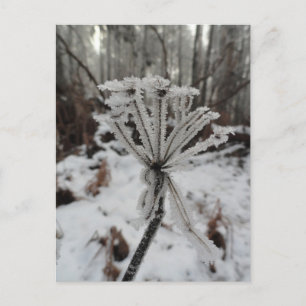 Cartão Postal Floresta de inverno em plantas na floresta