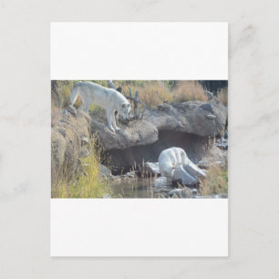 Cartão Postal Floresta de Lobos Natureza País Paz Amor Animal