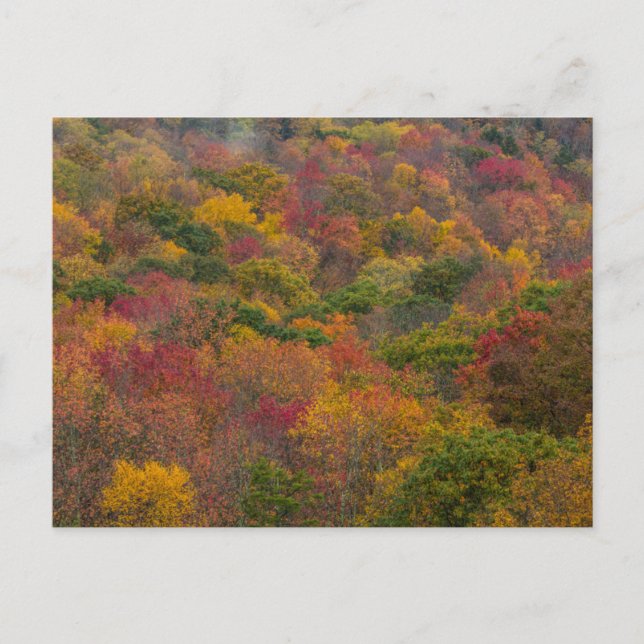 Cartão Postal Floresta de Madeira em Randolph County, Virgínia O (Frente)
