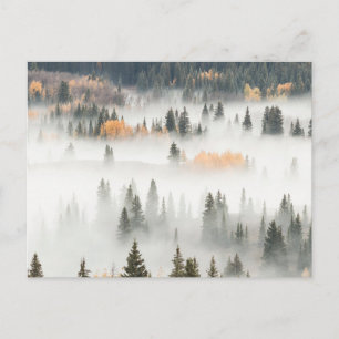 Cartão Postal Floresta de Montanha Cobrir de Nevoeiro em Terra