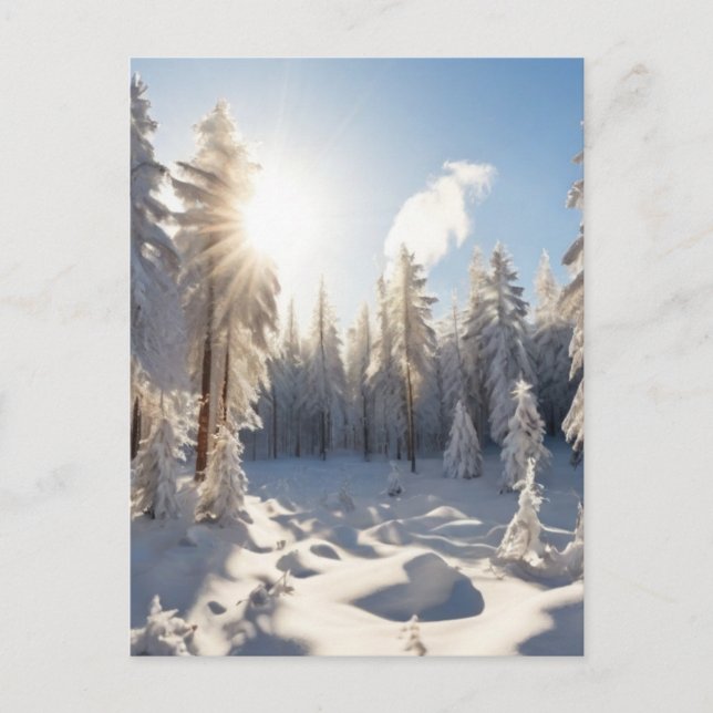 Cartão Postal Floresta de Neve  (Frente)