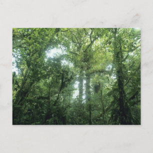 Cartão Postal Floresta de Nuvem Monteverde, Costa Rica.