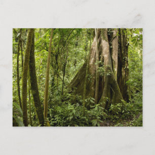 Cartão Postal Floresta de nuvens, Bosque de Paz, Costa Rica