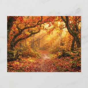 Cartão Postal Floresta de Outono
