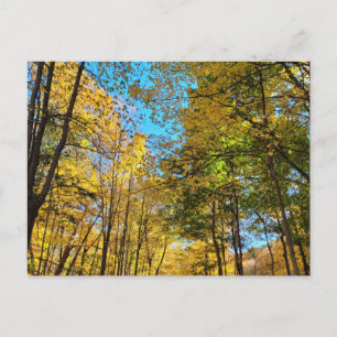 Cartão Postal Floresta de outono vibrante com árvores