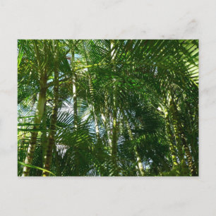 Cartão Postal Floresta de Palmeiras Verde Tropical