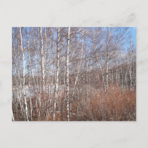 Cartão Postal Floresta de Pássaros de inverno