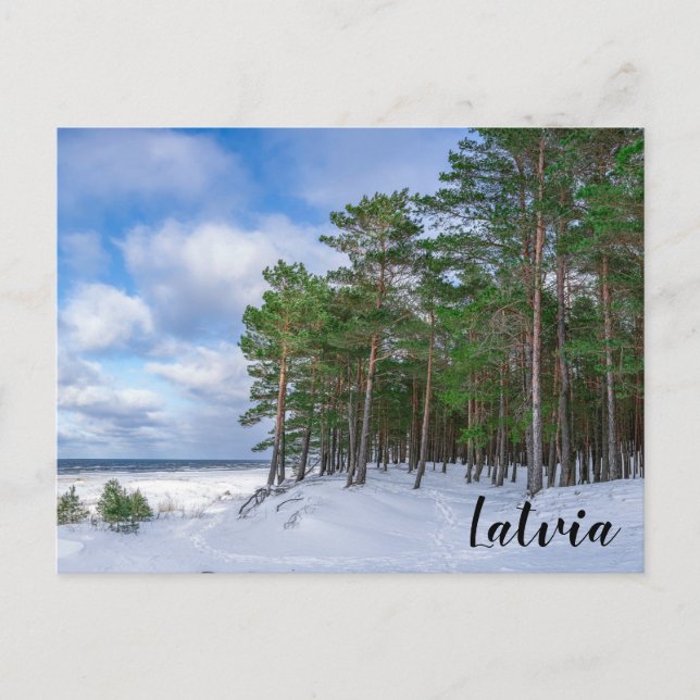 Cartão Postal Floresta de pinheiros perto da costa marítima da L (Frente)