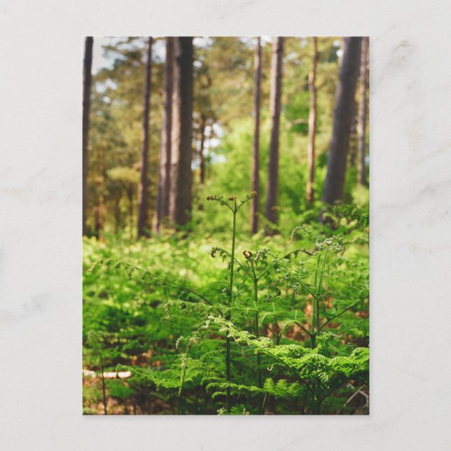 Cartão Postal Floresta de samambaia linda (Frente)