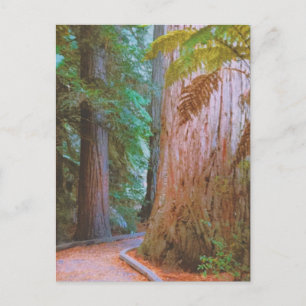 Cartão Postal Floresta de Wakawakareva