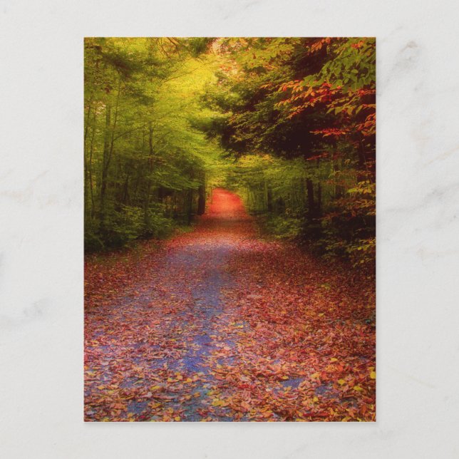 Cartão Postal Floresta do vale (Frente)