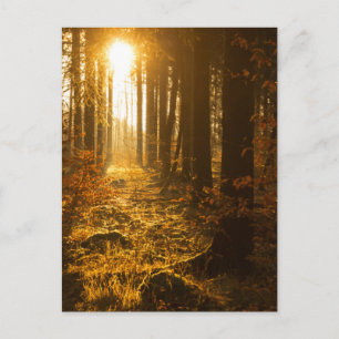 Cartão Postal Floresta Durante o outono Baden Württemberg, Ale