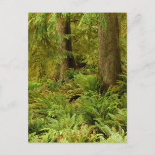 Cartão Postal Floresta e Ferns Expurgados   Eco-a State Park, Or