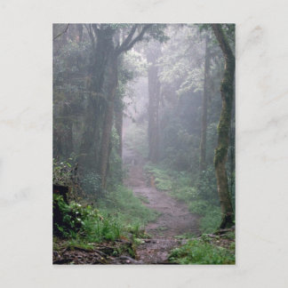 Cartão Postal Floresta em nuvem, Monte Kilimanjaro, Tanzânia