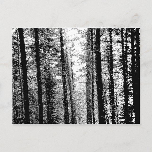 Cartão Postal Floresta em Preto e Branco (Frente)