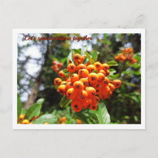 Cartão Postal Floresta Ensolarada de Frutas do Outono