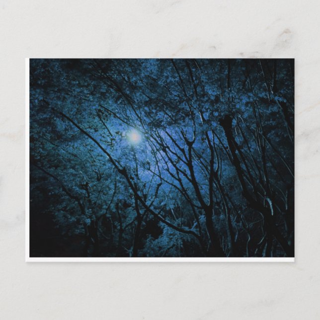 Cartão Postal floresta escura encantada (Frente)
