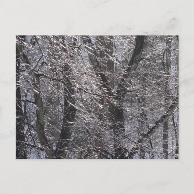 Cartão Postal Floresta gelada de manhã I (Frente)