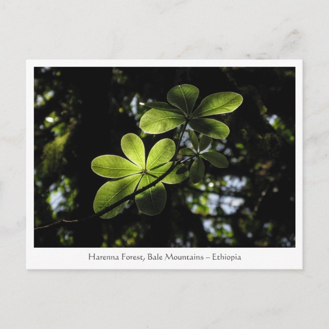 Cartão Postal Floresta Harenna Etiópia (Frente)
