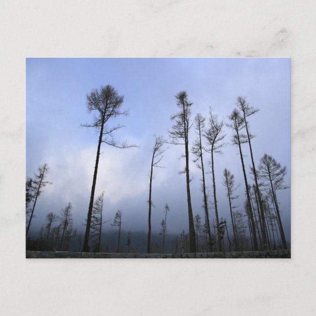 Cartão Postal Floresta inoperante (Frente)