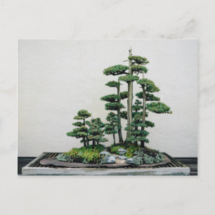 Cartão Postal Floresta Juniper Bonsai