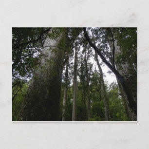 Cartão Postal Floresta Kauri