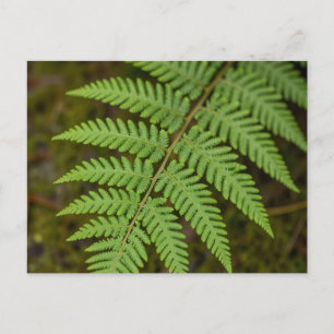 Cartão Postal Floresta Macro Samambaia Folha Verde Luxuriante Na