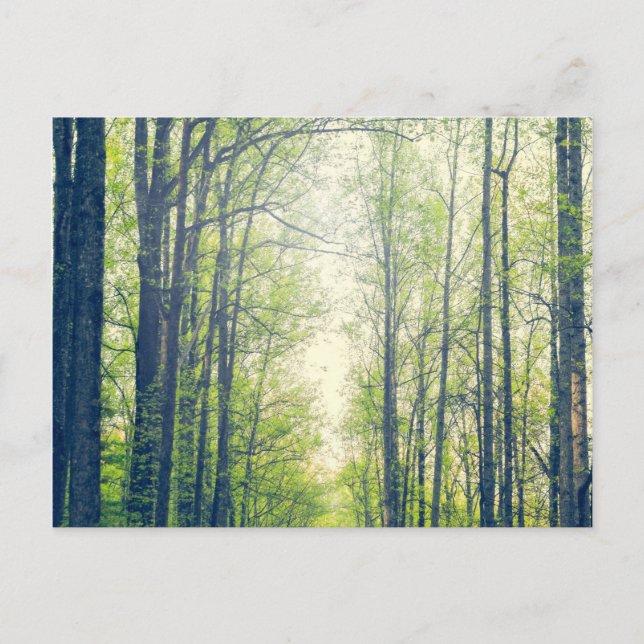 Cartão Postal Floresta Mística (Frente)