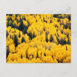 Cartão Postal Floresta Nacional de White River Aspen, Colorado