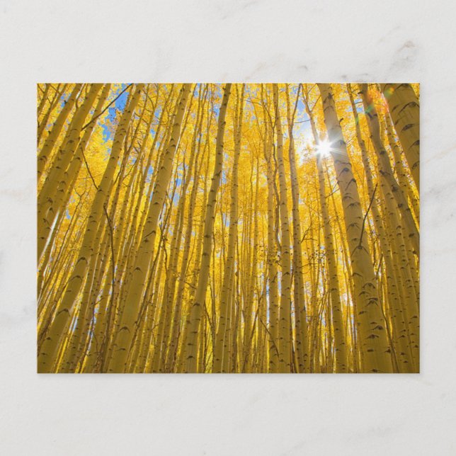 Cartão Postal Floresta Nacional do Rio Branco (Frente)