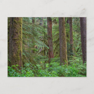 Cartão Postal Floresta Nacional Willamette Oregon