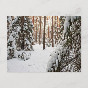 Cartão Postal Floresta no inverno