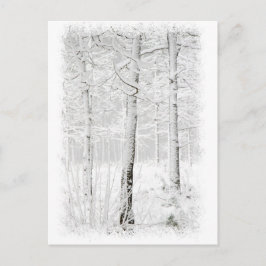 Cartão Postal Floresta no inverno