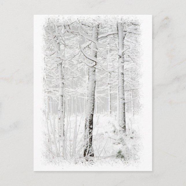 Cartão Postal Floresta no inverno (Frente)