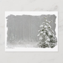 Cartão Postal Floresta no inverno