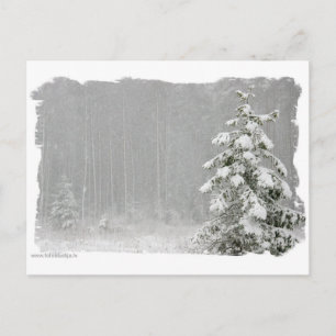 Cartão Postal Floresta no inverno