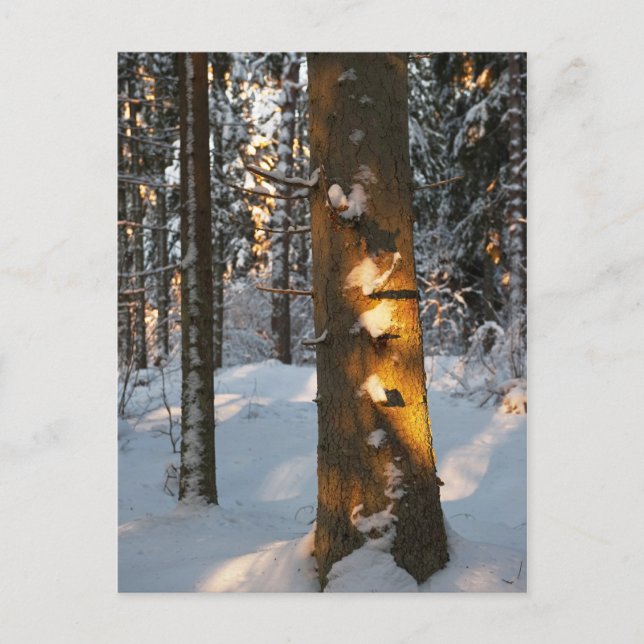 Cartão Postal Floresta no inverno (Frente)