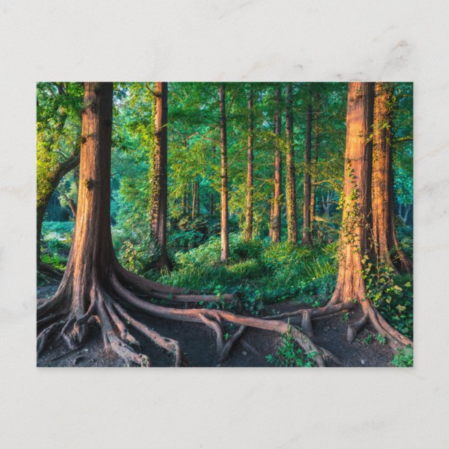 Cartão Postal Floresta no Verão (Frente)