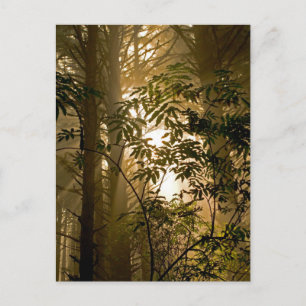 Cartão Postal Floresta Perene Costa de Oregon