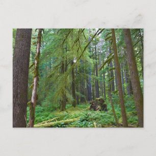 Cartão Postal Floresta Primária